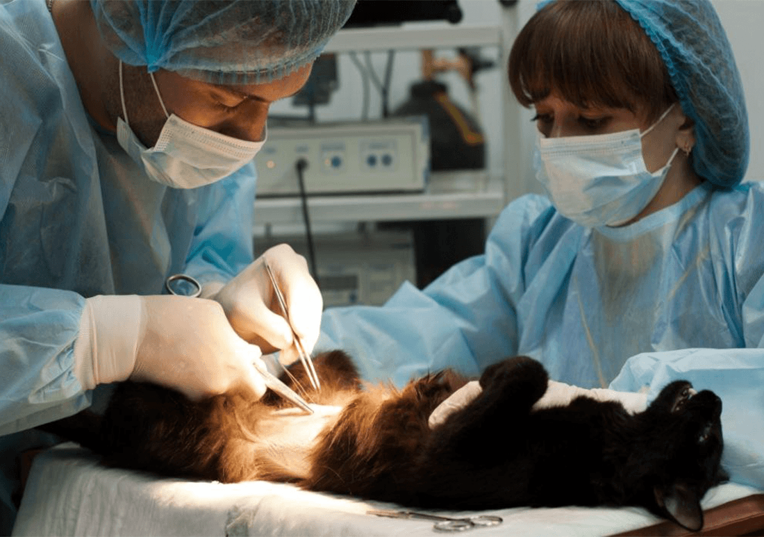 Лапароскопическое удаление опухолей у животных: преимущества, техника и особенности оперативного вмешательства