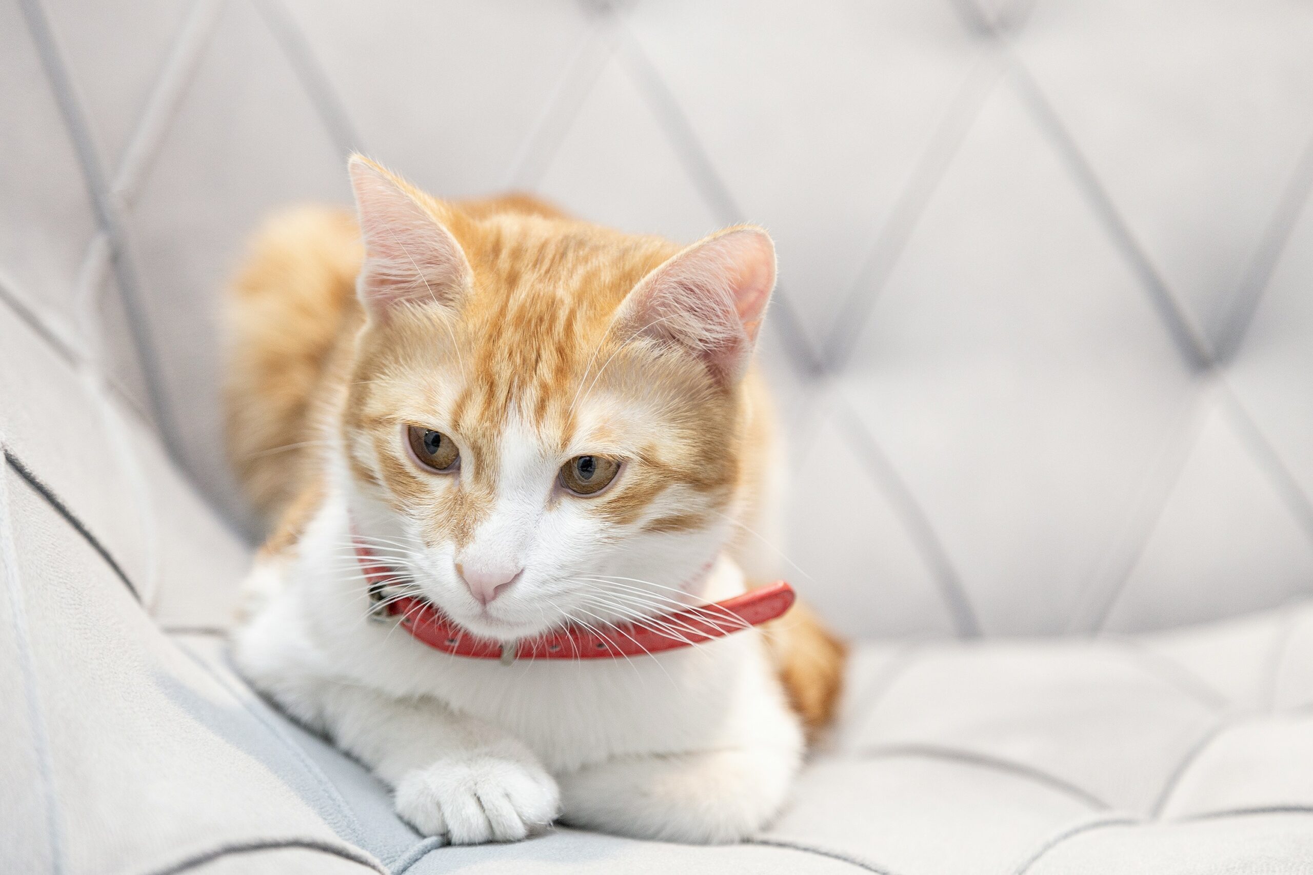 Когда питомцу нужен ветеринарный офтальмолог: симптомы, которые нельзя игнорировать