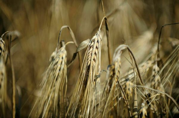 ООН оценит возможный прогресс по требованиям России в рамках зерновой сделки