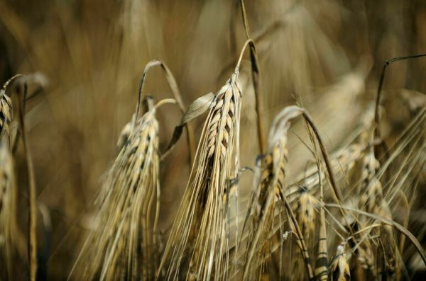 Российским аграриям разрешили увеличить поставки зерна за рубеж 