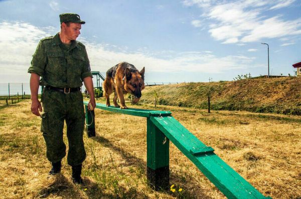 Кинолог рассказал про отбор служебных собак