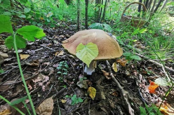 В КПРФ предложили запретить аренду лесов для заготовки древесины