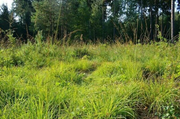 В Рослесхозе предложат бизнесу заняться лесовосстановлением за углеродные единицы