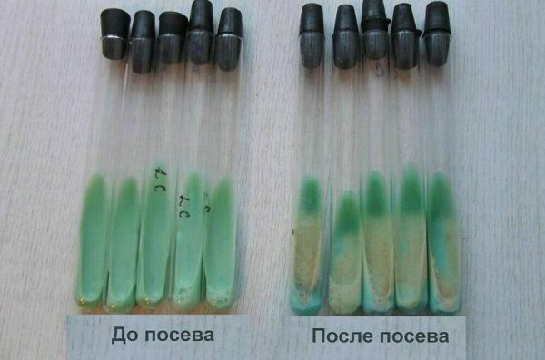 Когда открыли палочку Коха