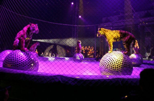 Запашный предлагает разрешить оплату билетов в цирк «Пушкинской картой»