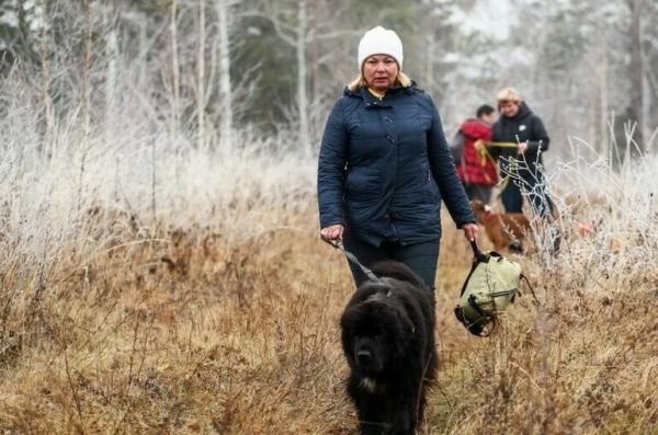 В трех соснах теперь не заблудишься