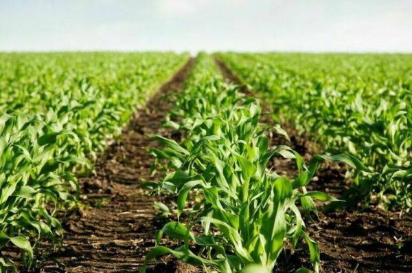 Китайский ученый рассказал о влиянии США на ситуацию с продовольствием