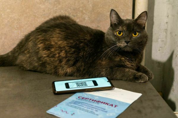 Коллективный иммунитет к COVID-19 за неделю снизился в России на 2%