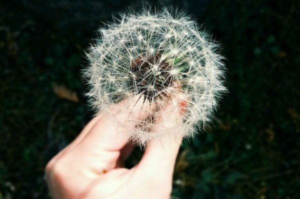 Кто рискует стать аллергиком