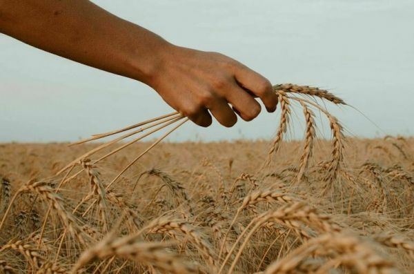 Минобороны РФ: Москва представила предложения по вопросу украинского зерна Минобороны РФ: Москва представила предложения по вопросу украинского зерна