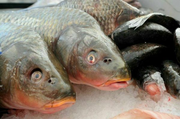 Рыболовы не хотят менять ежей и крабов на новые суда