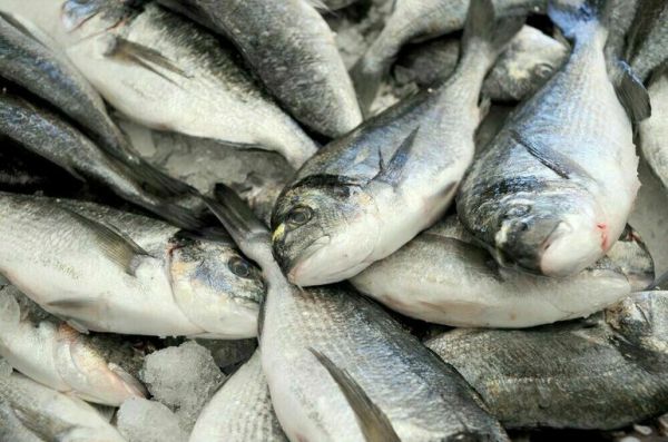 Рыболовы не хотят менять ежей и крабов на новые суда