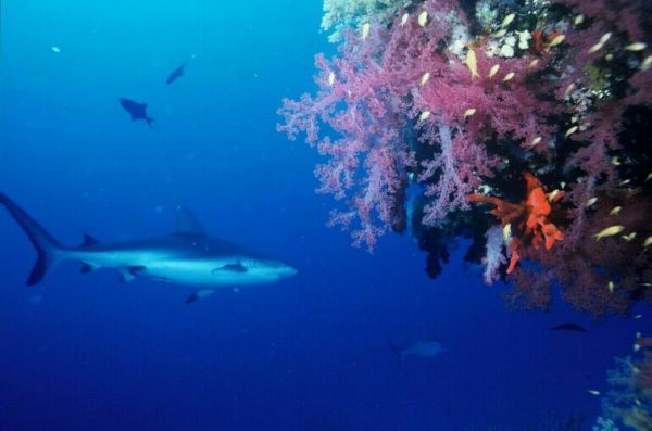 В Египте скончалась вторая пострадавшая от нападения акулы В Египте скончалась вторая пострадавшая от нападения акулы