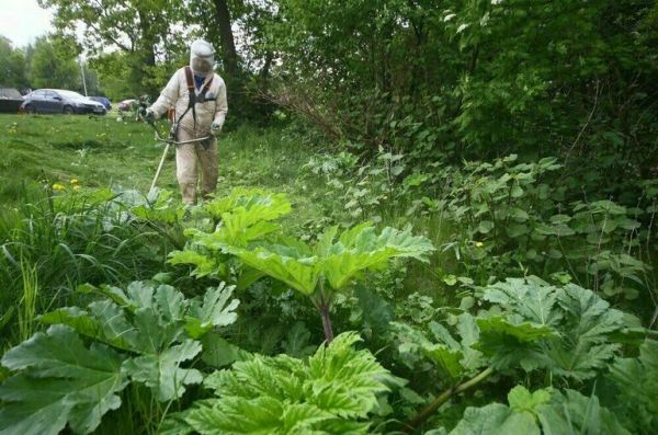 В Госдуме предложили разработать федеральную программу по борьбе с борщевиком В Госдуме предложили разработать федеральную программу по борьбе с борщевиком