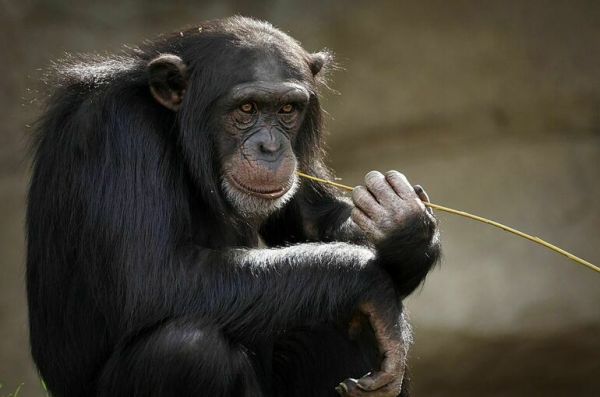 В Роспотребнадзоре рассказали, откуда в Россию завезли обезьянью оспу