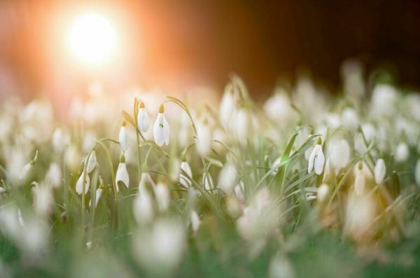 В России готовят новый перечень растений для занесения в Красную книгу