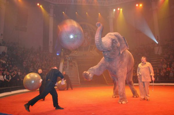 Артисты из США и Украины приедут на цирковой фестиваль в Петербурге