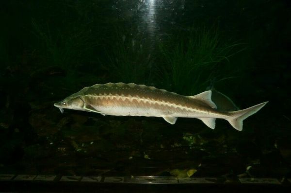 Браконьеров накажут строже за незаконный вылов краснокнижной рыбы Браконьеров накажут строже за незаконный вылов краснокнижной рыбы