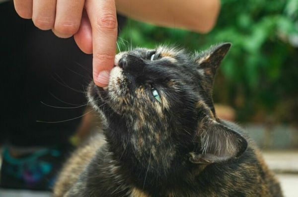 Чем опасны укусы домашних животных