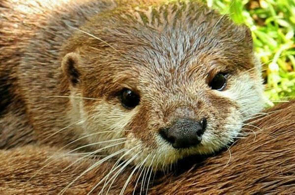 Изъятых диких животных разрешили передавать в частные зоопарки