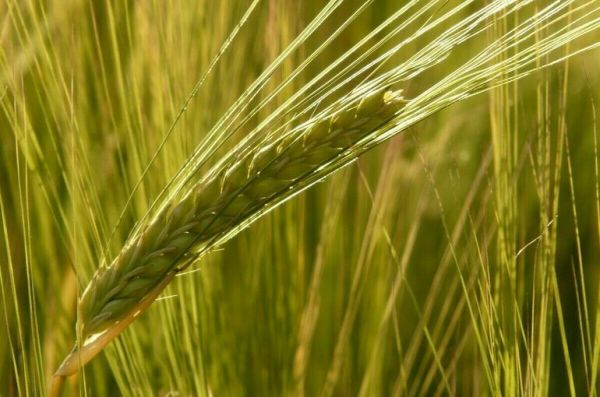 Порт Одессы покинуло первое судно с зерном Порт Одессы покинуло первое судно с зерном