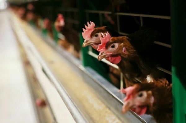 Сайты с запрещенными ветпрепаратами заблокируют Сайты с запрещенными ветпрепаратами заблокируют