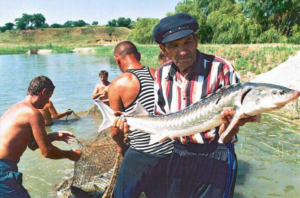 Сколько придется заплатить за незаконный вылов осетра и белуги Сколько придется заплатить за незаконный вылов осетра и белуги