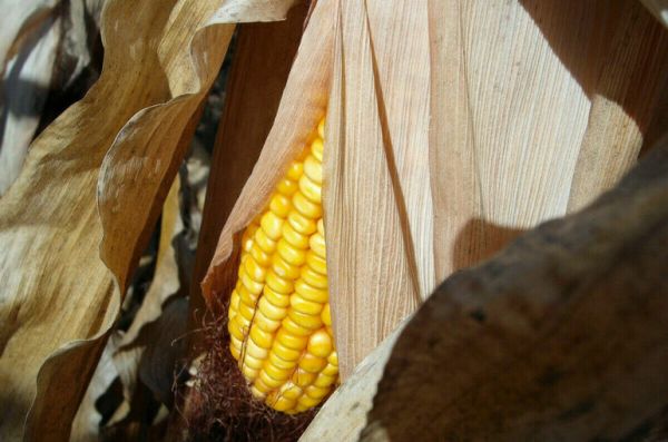 Судно Navistar с украинской сельхозпродукцией прибыло в пункт назначения 