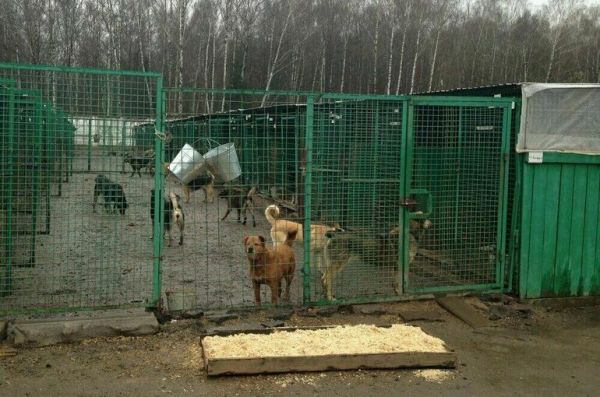 В Госдуме предложили уточнить правила мониторинга бездомных собак В Госдуме предложили уточнить правила мониторинга бездомных собак