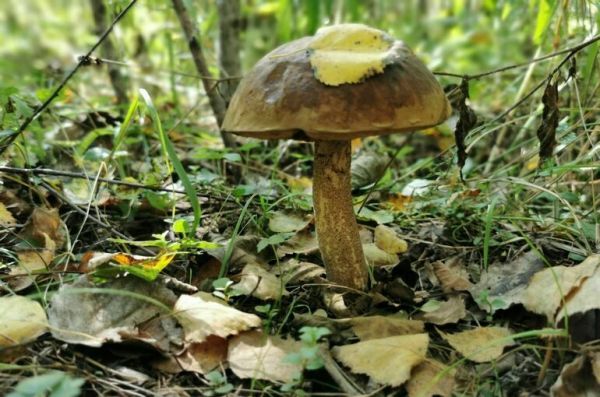 В МЧС рассказали, сколько человек заблудилось в лесах Подмосковья с 2022 года В МЧС рассказали, сколько человек заблудилось в лесах Подмосковья с 2022 года