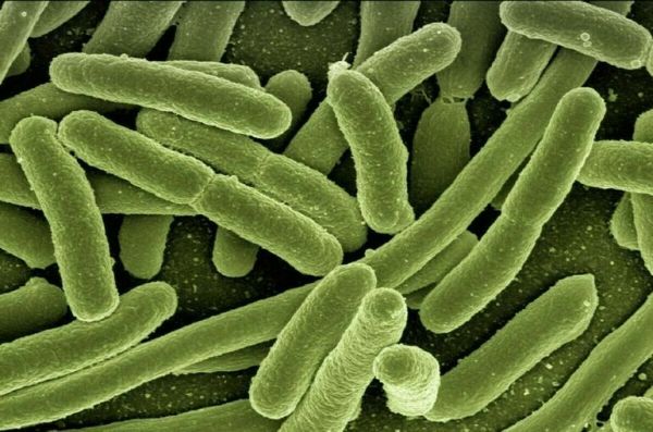 В нижегородском детском лагере обнаружили кишечную палочку