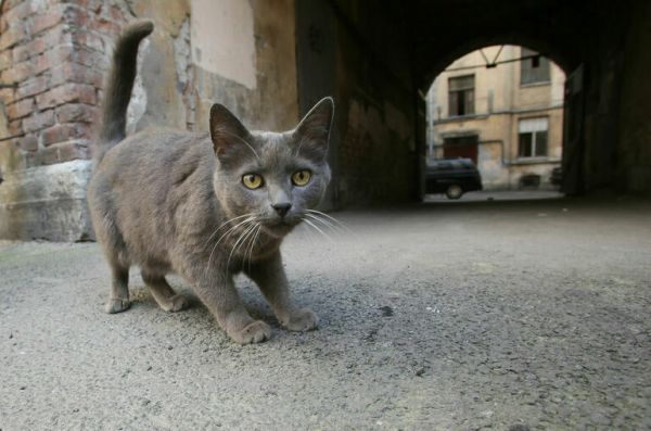 ВЦИОМ выяснил отношение россиян к бездомным животным