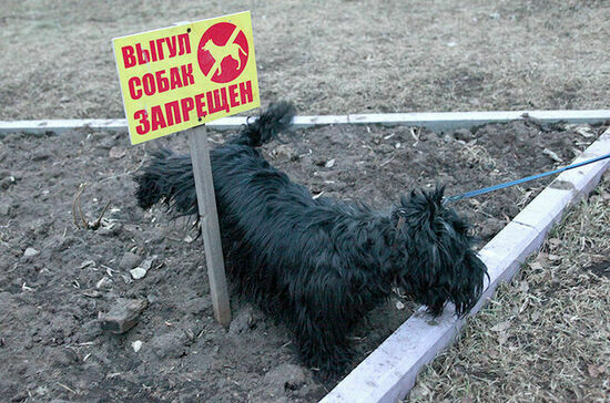 За что могут наказать владельца животного