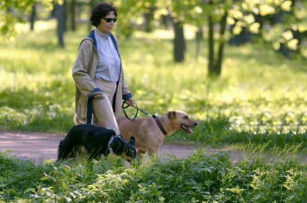 За что могут наказать владельца животного