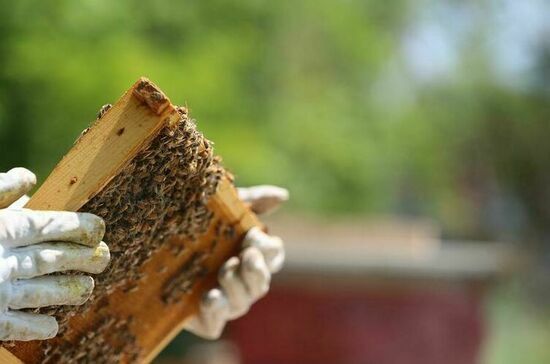 &laquo;Заломать соты&raquo; и загадать желание с первой ложкой меда