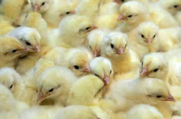 Кредиты для самозанятых фермеров будут выдавать по ставке 1-5%