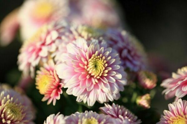 Ученые со всей России поздравят Никитский ботанический сад с 210-летием