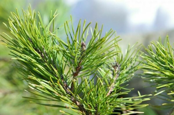 В России хотят ввести уголовную ответственность за нелегальный экспорт кедрового ореха