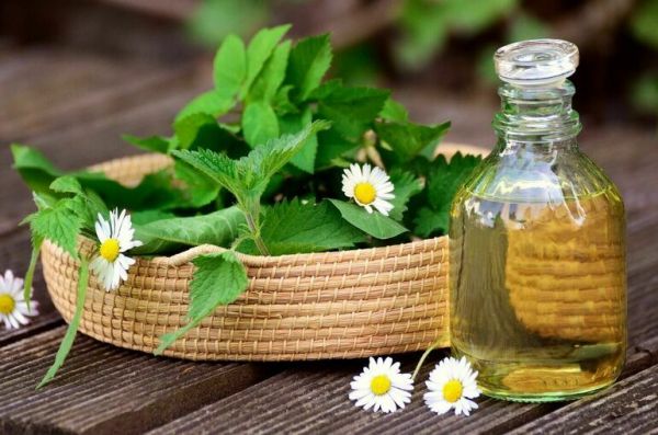 Эксперт рассказала, как Россия может занять четверть мирового рынка лекарственных растений