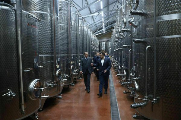 Господдержка виноградарей Кубани превысила 730 миллионов рублей