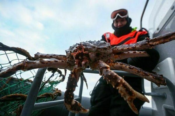 Крабов ловят, а суда не строят