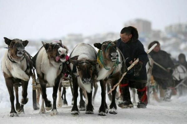 Северные общины предлагают наделить статусом сельхозпроизводителей