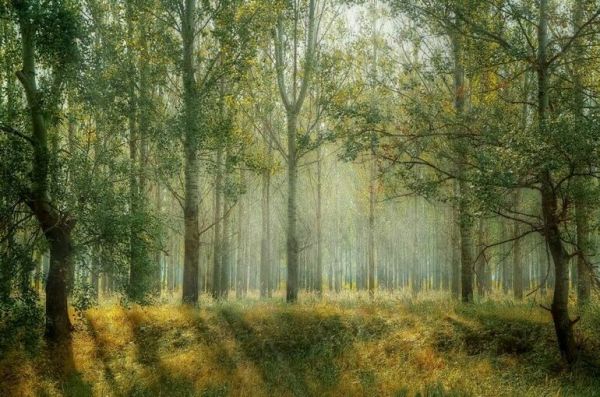 В лесу разрешили строить гостиницы и культурные центры 