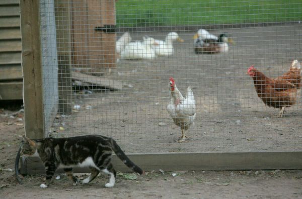 Впервые утверждены требования к обращению навоза и помета