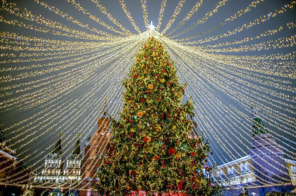 Спрос россиян на живые елки за пять лет упал в два раза