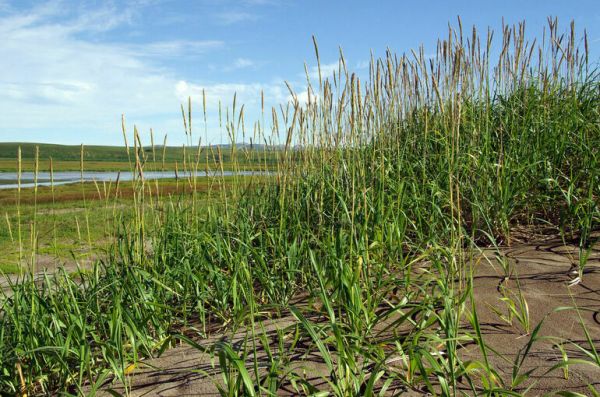 Трава, как шелк