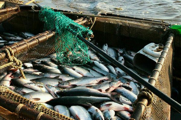 За пользование объектами водных биологических ресурсов придется платить больше