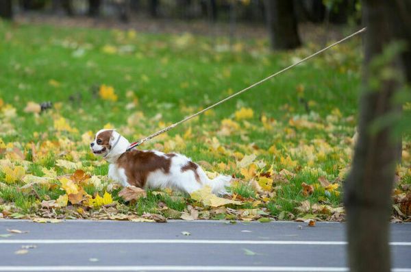 Комитет Совфеда одобрил появление парков на лесных землях