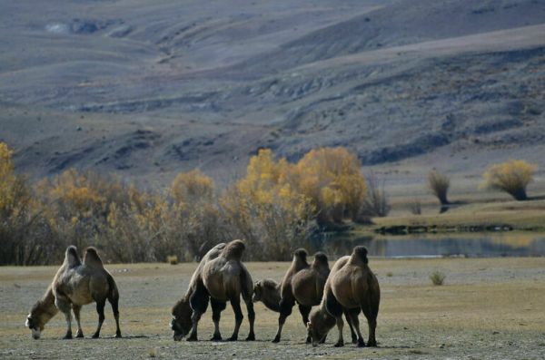 Недропользователи займутся защитой растений и животных