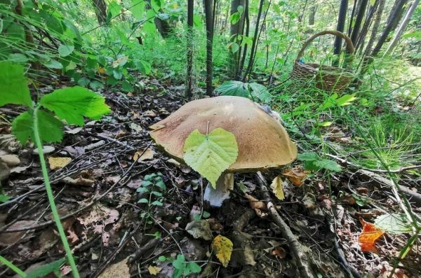 Изотова: Расходы на охрану лесов от пожаров выросли в 1,4 раза